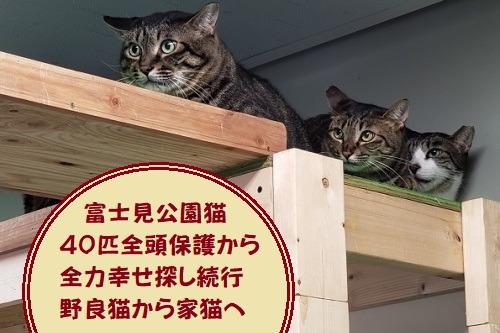 日曜日は里親会へ！！☆野良猫から家猫へ！富士見公園猫40匹全頭保護からの全力幸せ探し！里親募集中！のメインビジュアル