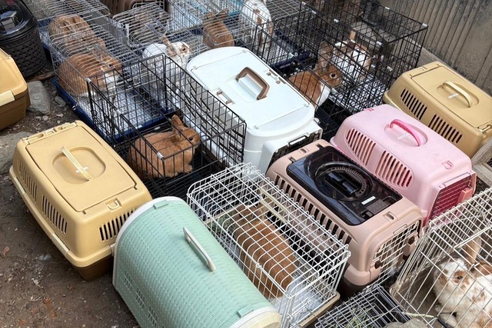 for the RABBITさんの2回目の引き取りと新たな受け入れのメインビジュアル