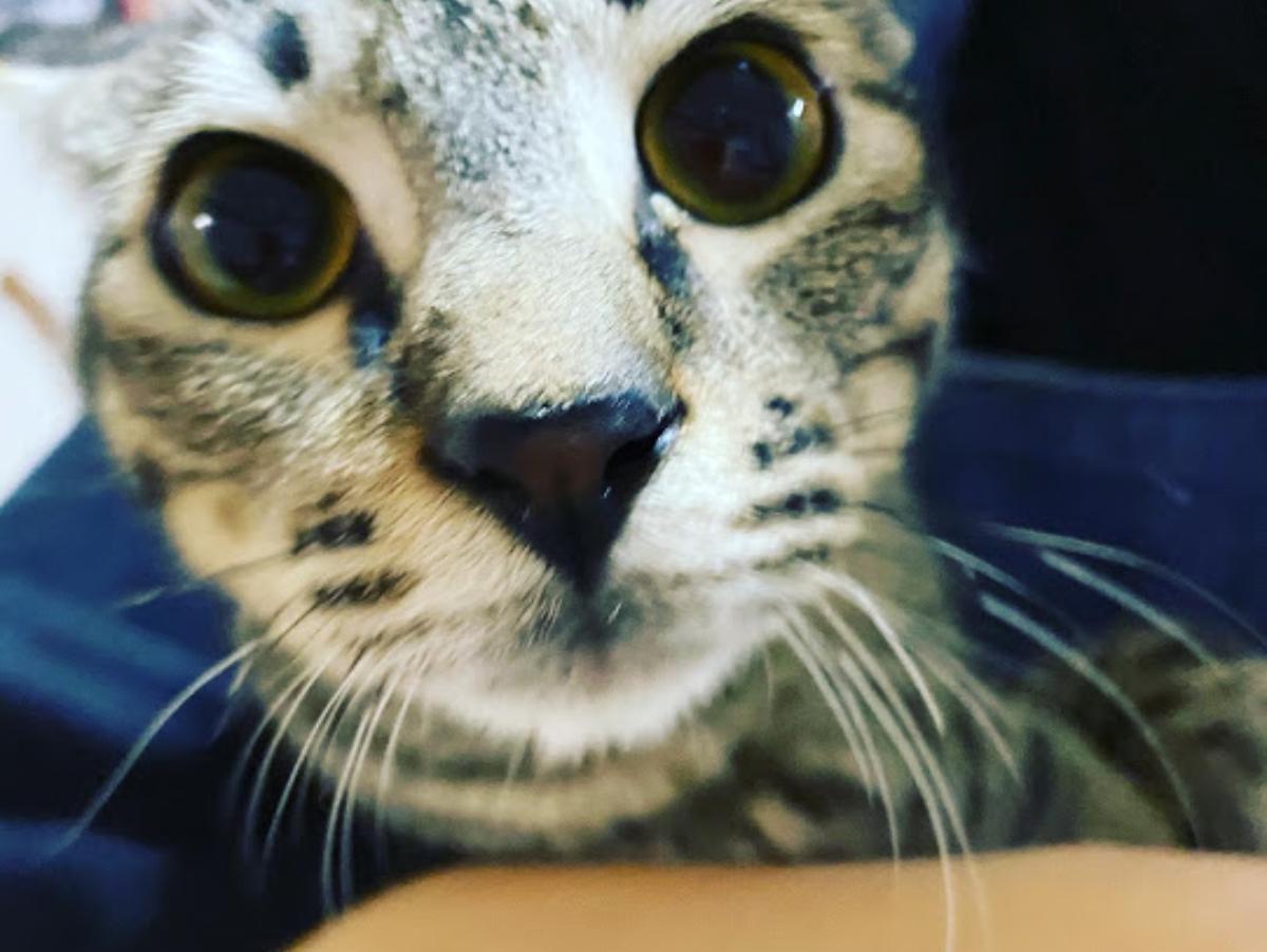 トラちゃんトライアルへ、入れ替わり愛護センターより猫引き取る予定のメインビジュアル