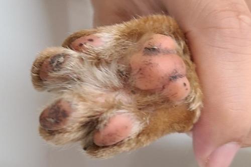 ☆JFEレスキュー　構内に取り残される猫達の救出 茶トラ　推定3才・・・命名　ダイゴ君のメインビジュアル