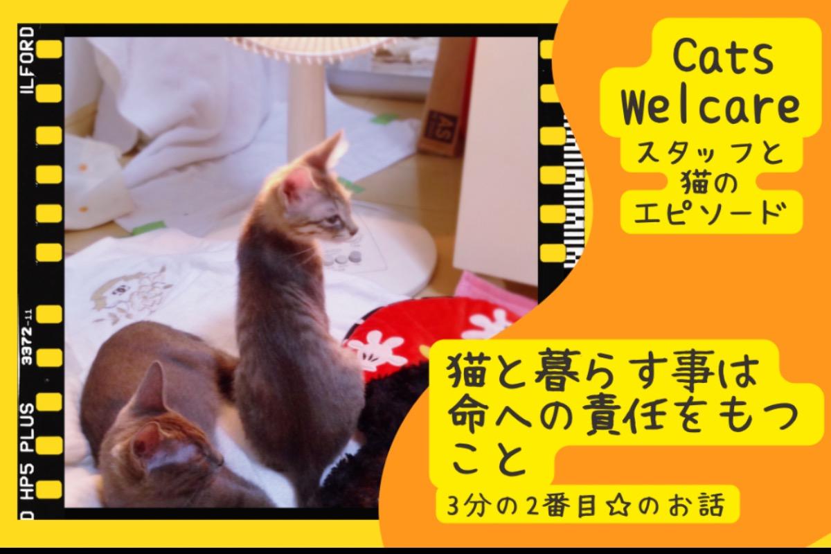 猫とのエピソード〜猫と暮らす事は命への責任をもつこと/3分の2番目のお話〜のメインビジュアル