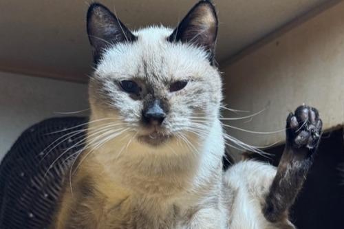 ☆パセリちゃん（茨城県土浦市猫80匹多頭飼育より引取り）フォスターペアレント様　ありがとう　☆島忠ホームズ川崎大師店保護猫譲渡会１１/９（土）のメインビジュアル