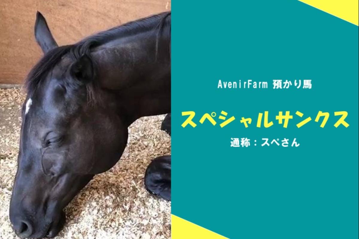 預かり馬の紹介~スペシャルサンクス~のメインビジュアル