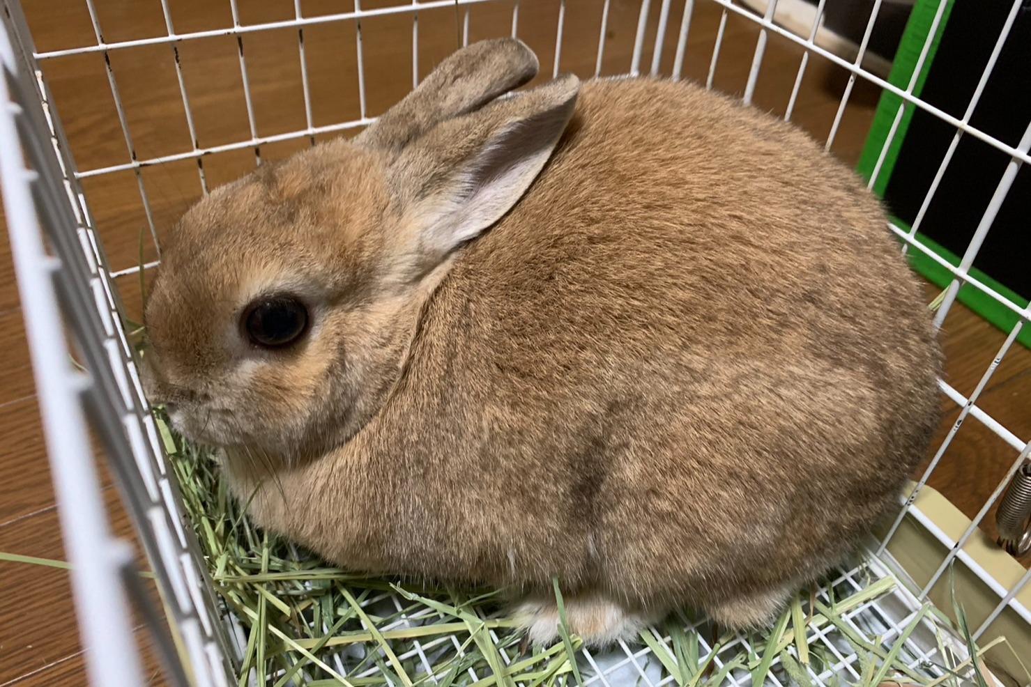 飼い主さんからの引取の完了のメインビジュアル