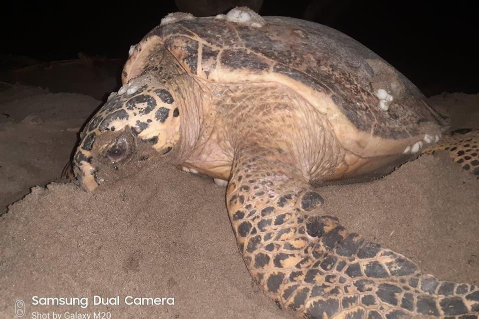 団体の活動紹介～タイマイ保全活動のメインビジュアル