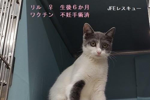 ☆JFEレスキュー　職場でお世話をされていた猫、春生まれの兄弟２匹を引き取りました。のメインビジュアル