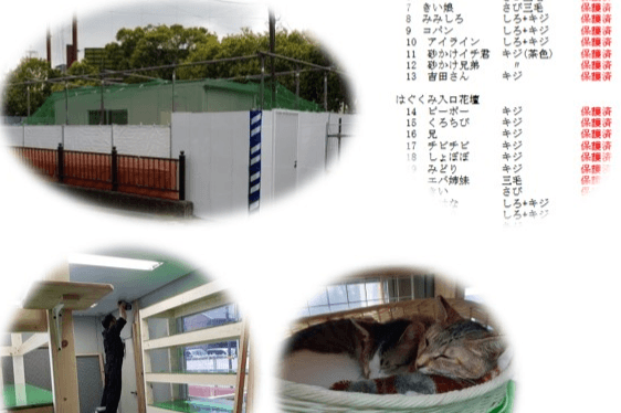 予告　川崎市富士見公園・工事から猫達を守った記録  １０月１０日（火）から連載開始　全３回のメインビジュアル