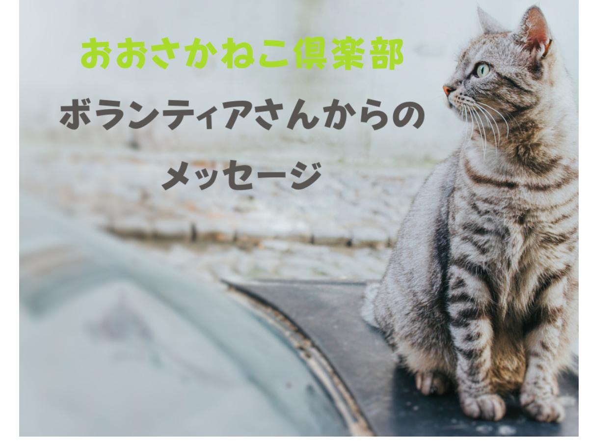 【おおさかねこ倶楽部】犬派から猫派になったボランティアさんからのメッセージを紹介します！のメインビジュアル