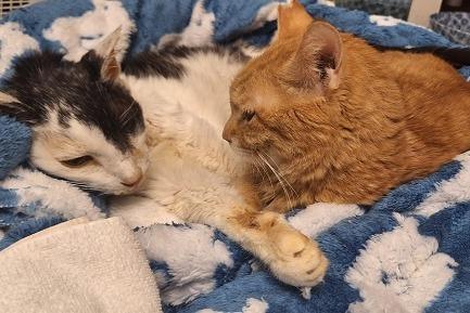 ☆白血病のケンタ君15才、静かに永久の眠りにつきました。共に生きられた 幸せな15年をありがとう。のメインビジュアル