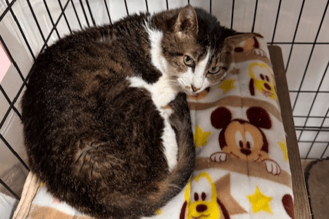 ★蔵之助くん、永眠（猫白血病陽性・腎不全茨城県動物指導センターお引取りから7年目）のメインビジュアル