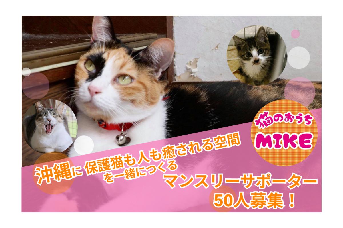 沖縄に「猫も人も癒される空間」を一緒につくるマンスリーサポーター50人募集！の画像