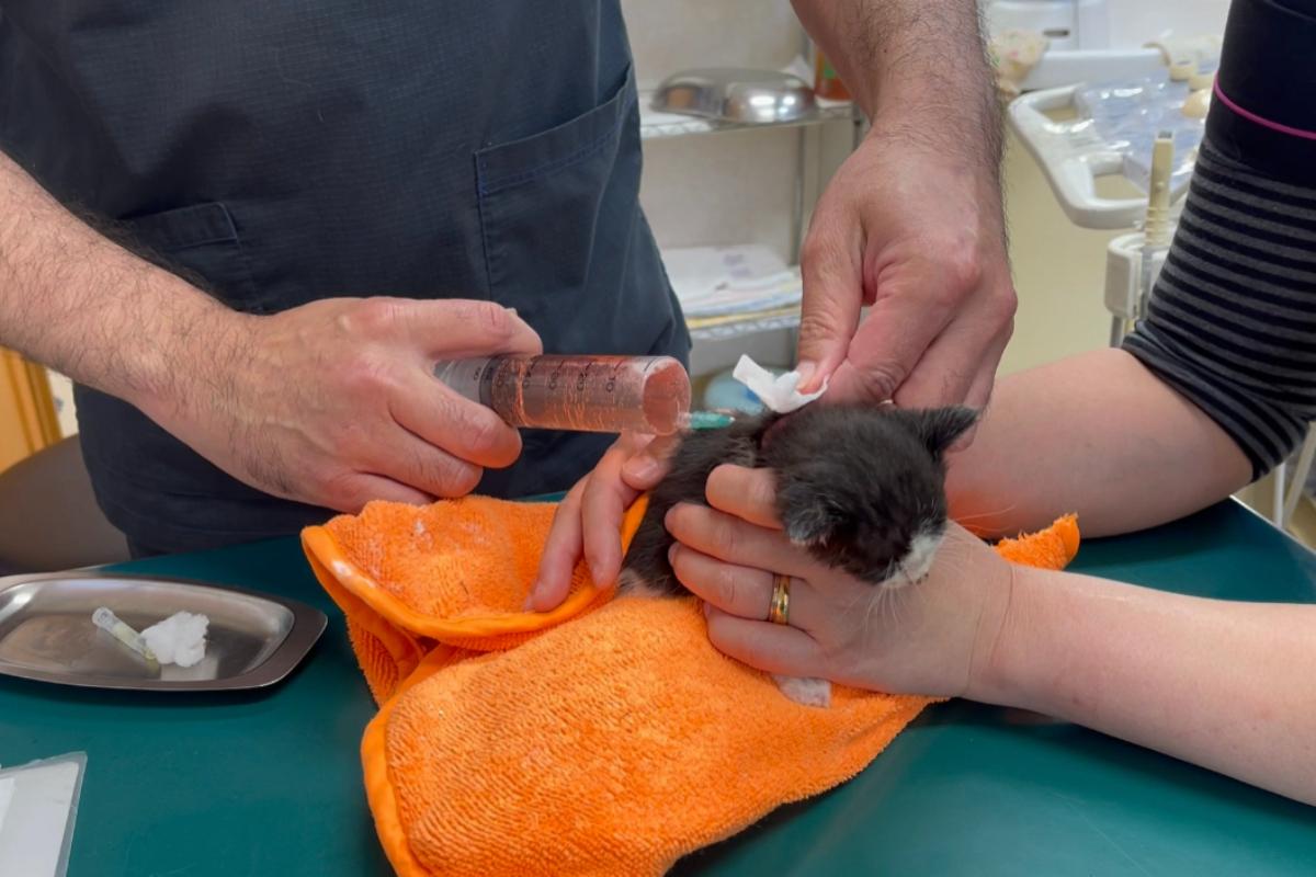 一匹でも多くの病気の子猫たちの健康で幸せな未来のために病院代を募ります。 Image