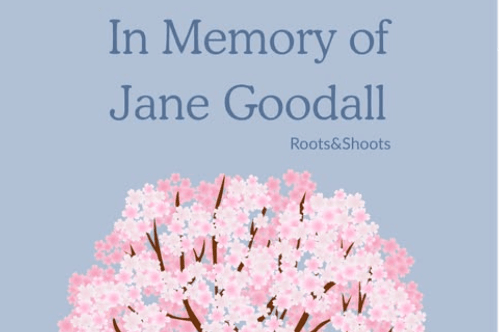 Flower Donation Campaign🌷子どもたちが植えたジェーンの木の周りにお花を植えたいの画像