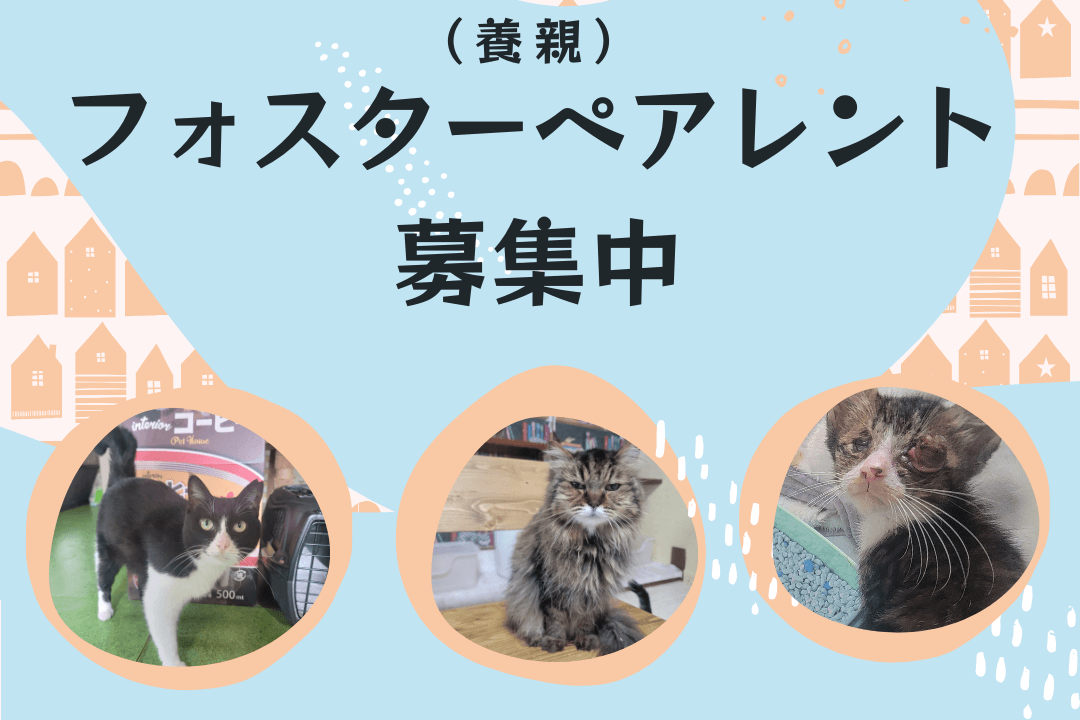 保護犬猫のフォスターペアレント（養親）になりませんか？の画像