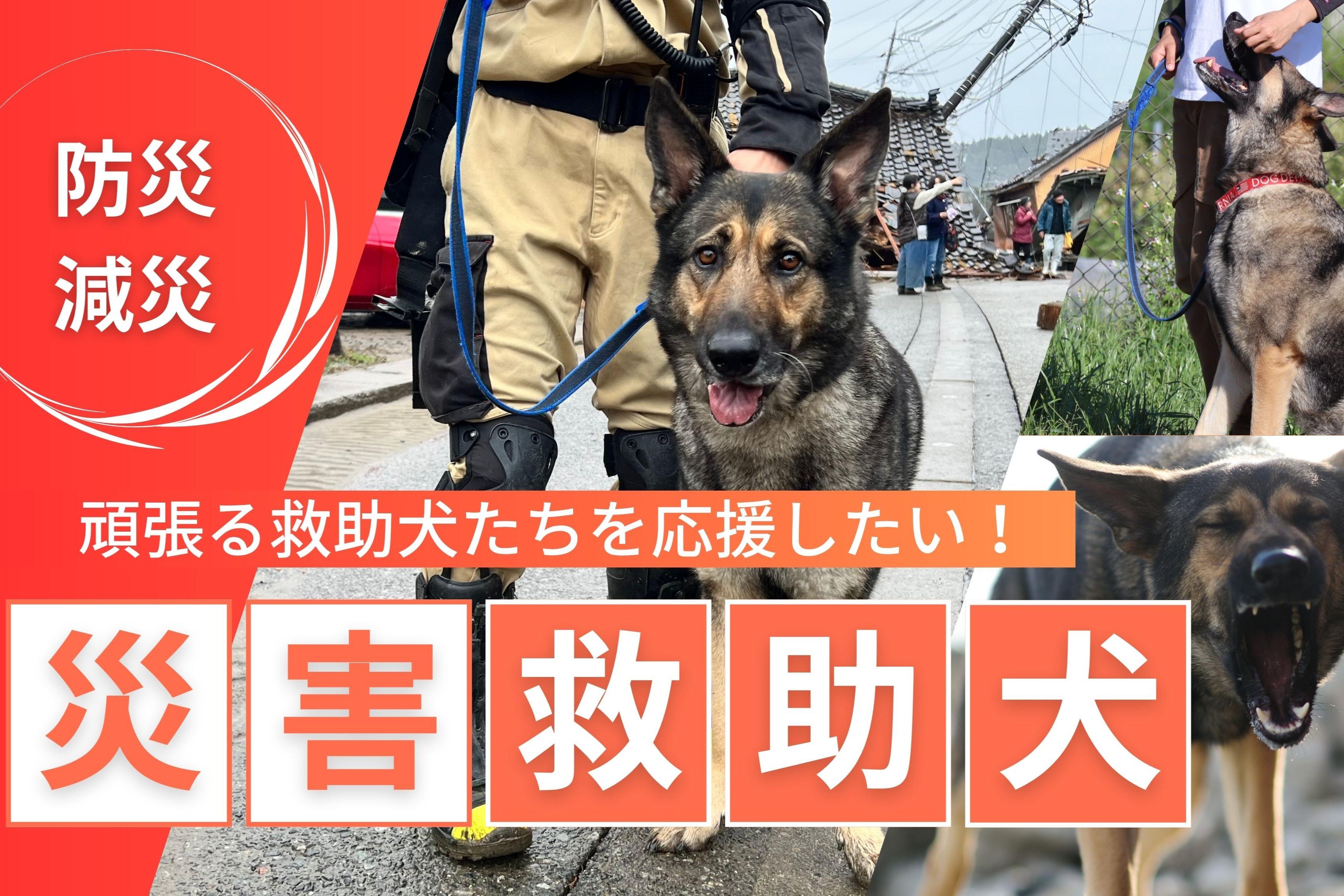 災害救助犬 陸 のバースデードネーション～頑張る救助犬たちの育成費を集めたい！～の画像