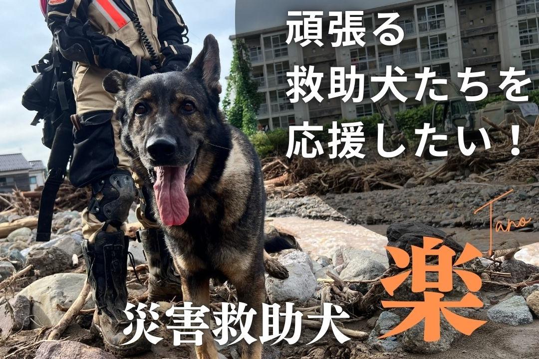 災害救助犬 楽 のバースデードネーション～頑張る救助犬たちの育成費を集めたい～の画像