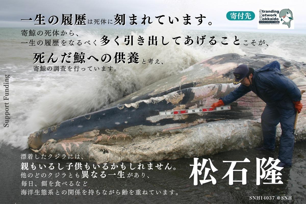 北海道大学水産科学研究院教授・松石隆のサポートファンディング！〜寄鯨の死体から、一生の履歴をなるべく多く引き出してあげたい。調査専用車両購入にご支援を〜の画像