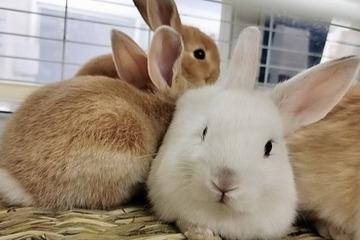 千葉県市原市の屋外で保護されたうさぎさんたちを幸せにしたい！の画像