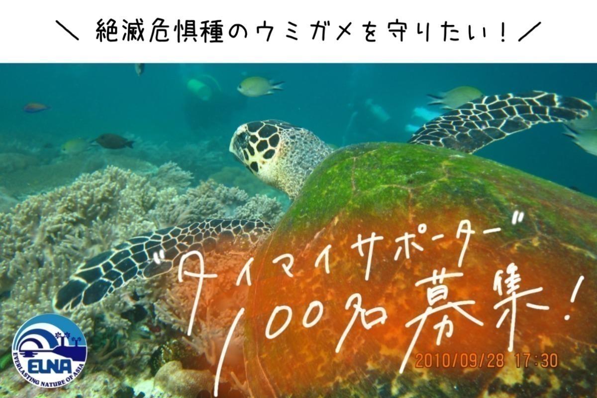 絶滅危惧種のウミガメを守りたい！「タイマイサポーター」100名募集！の画像