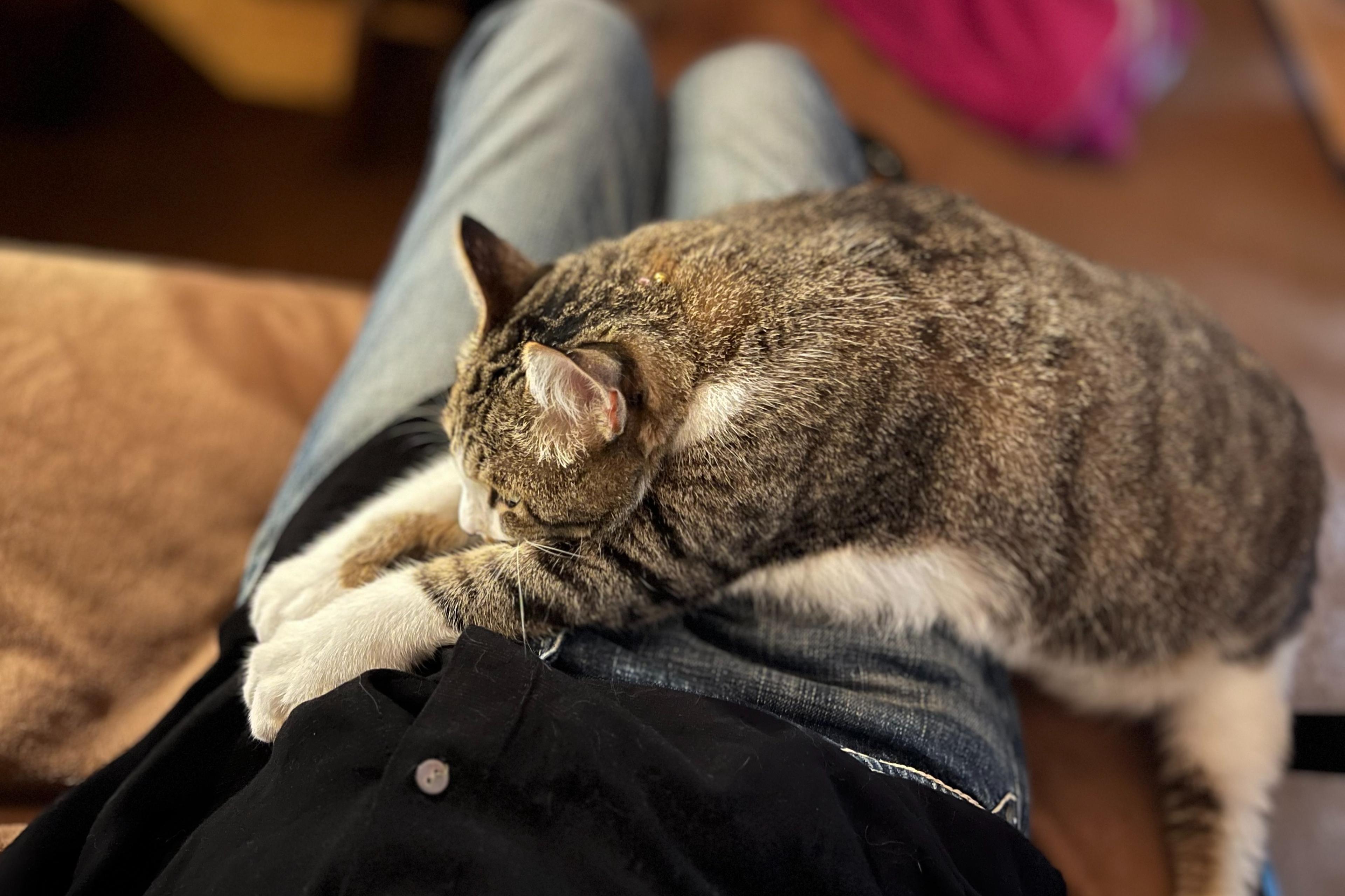 譲渡対象外でも猫と暮らしたい方へ「猫の手当て」に参加または応援お願いしますの画像