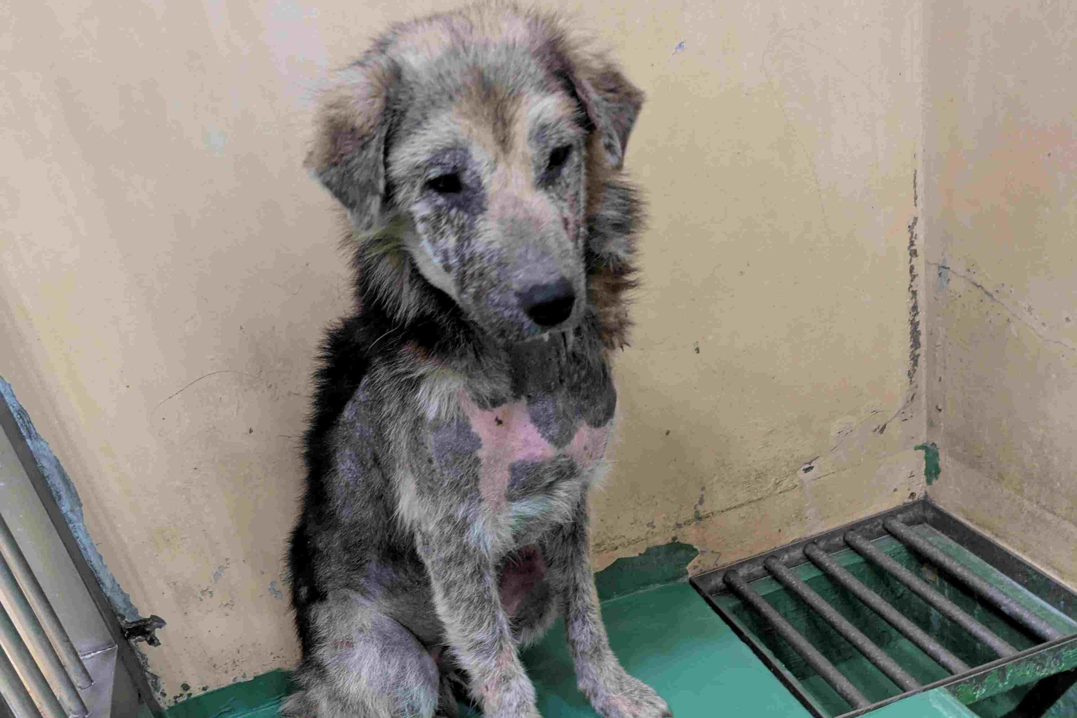 皮膚病の『アンディ』君の治療費 Image