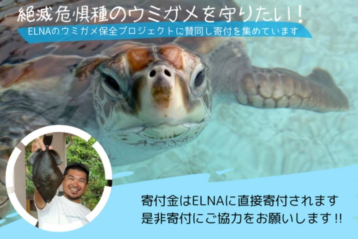 絶滅危惧種のウミガメを守りたい！地域の人々と共に産卵地を未来に残すプロジェクトに賛同して寄付集めをしています!!の画像