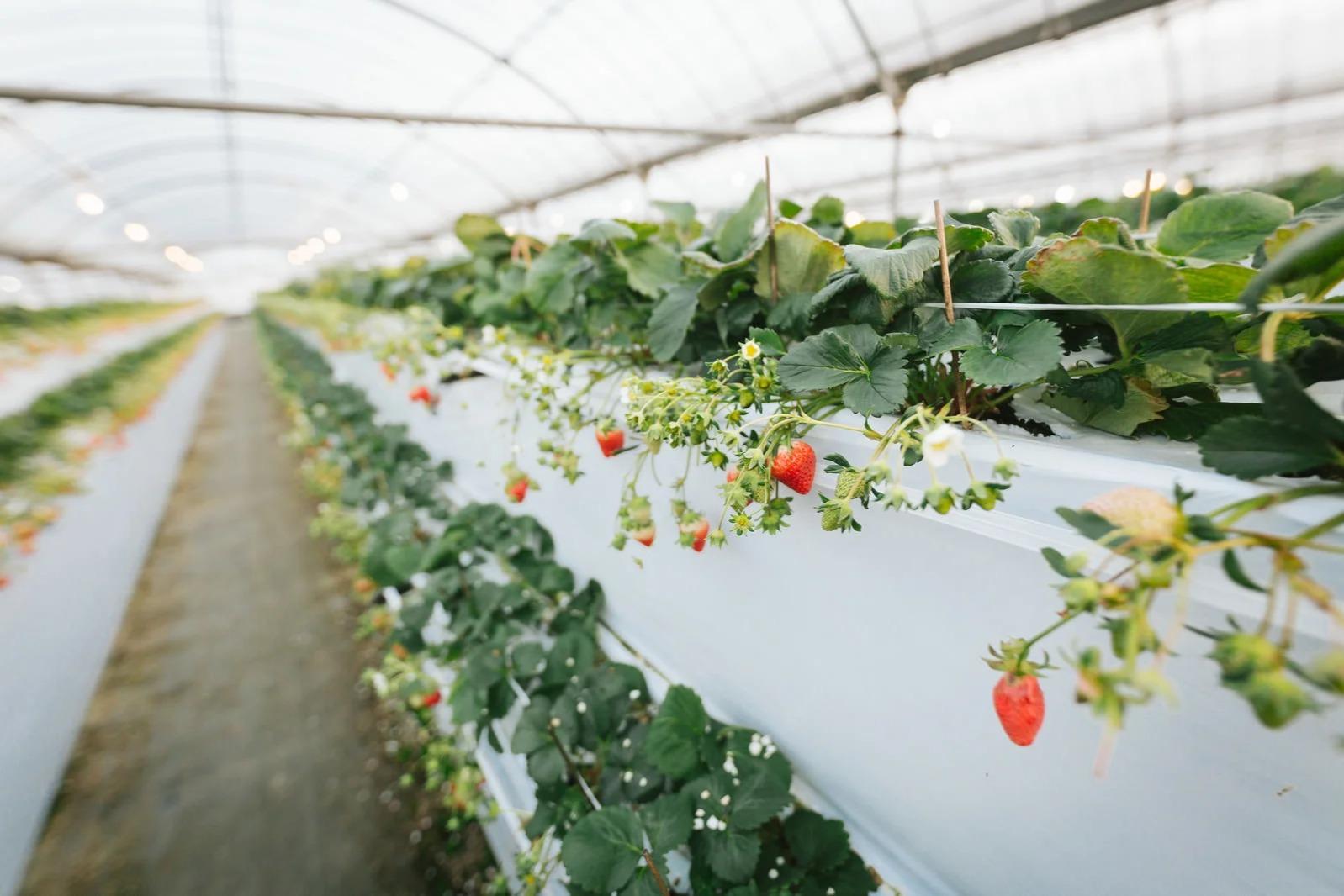 #春を贈ろう ｜ 若者の孤独を溶かす、いちご狩りキャンペーンの画像