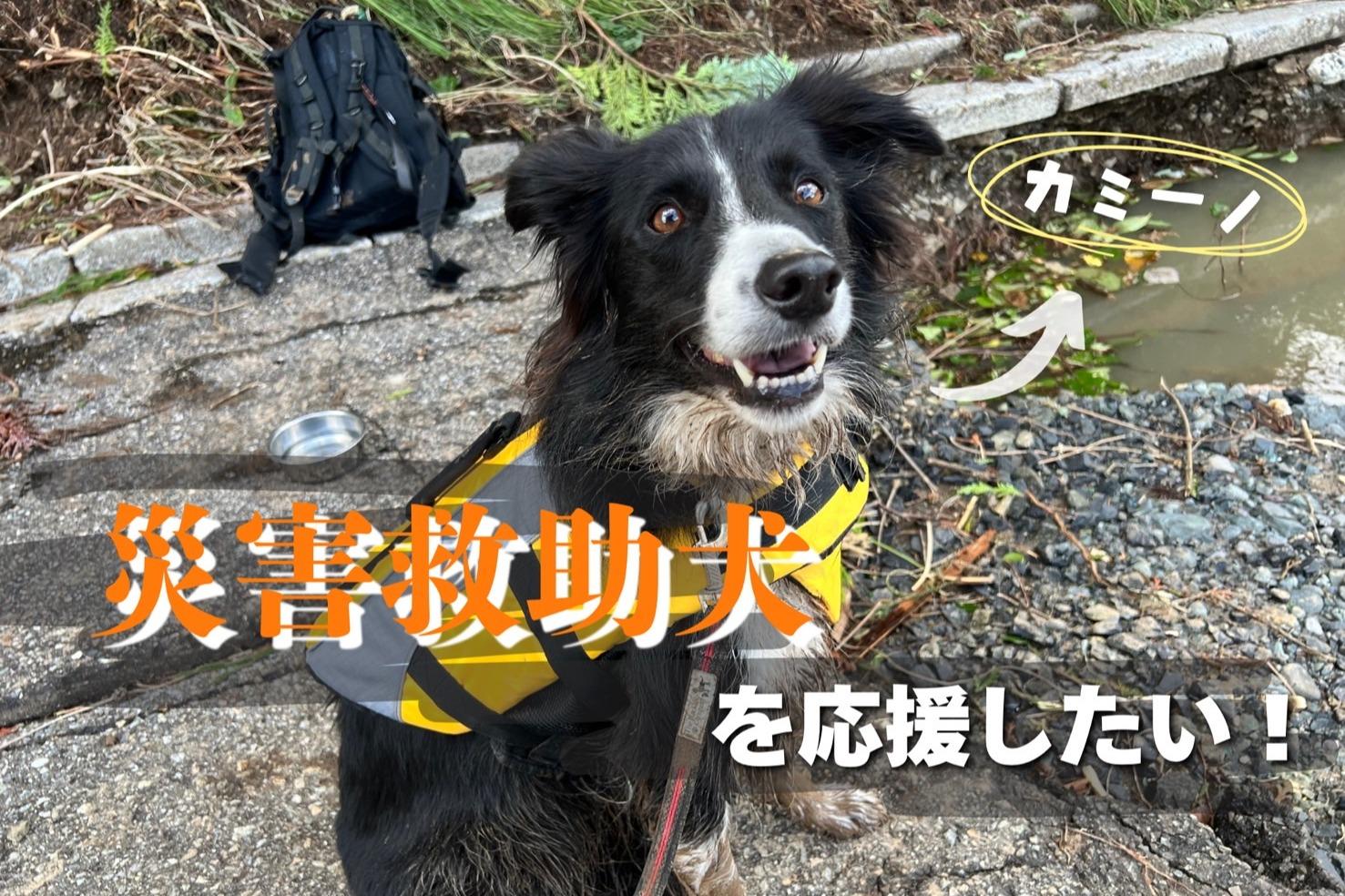 災害救助犬カミーノのバースデードネーション～頑張る救助犬達の育成費を集めたい～の画像