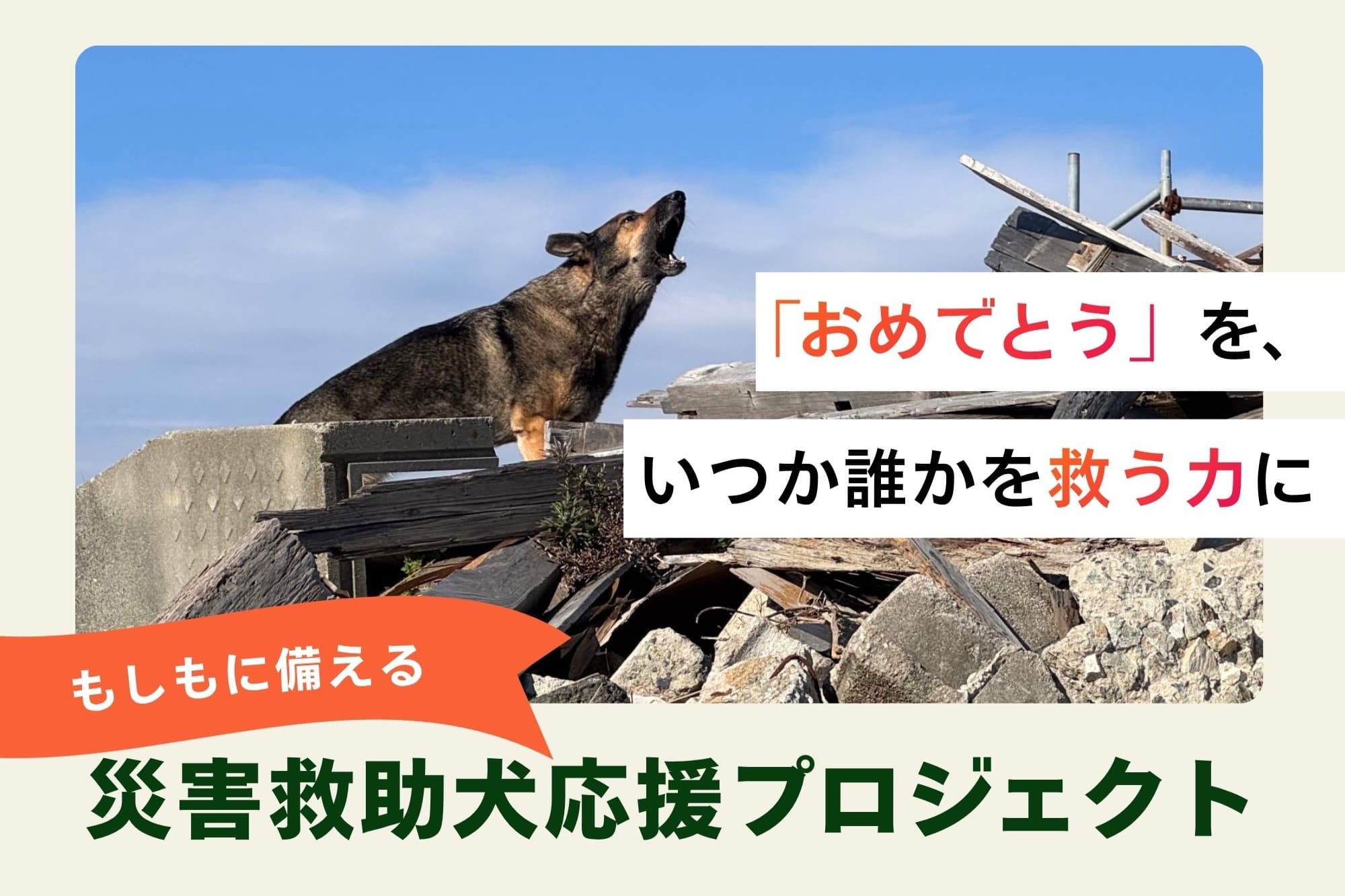 災害救助犬 陸 のバースデードネーション～頑張る救助犬たちの育成費を集めたい！～の画像