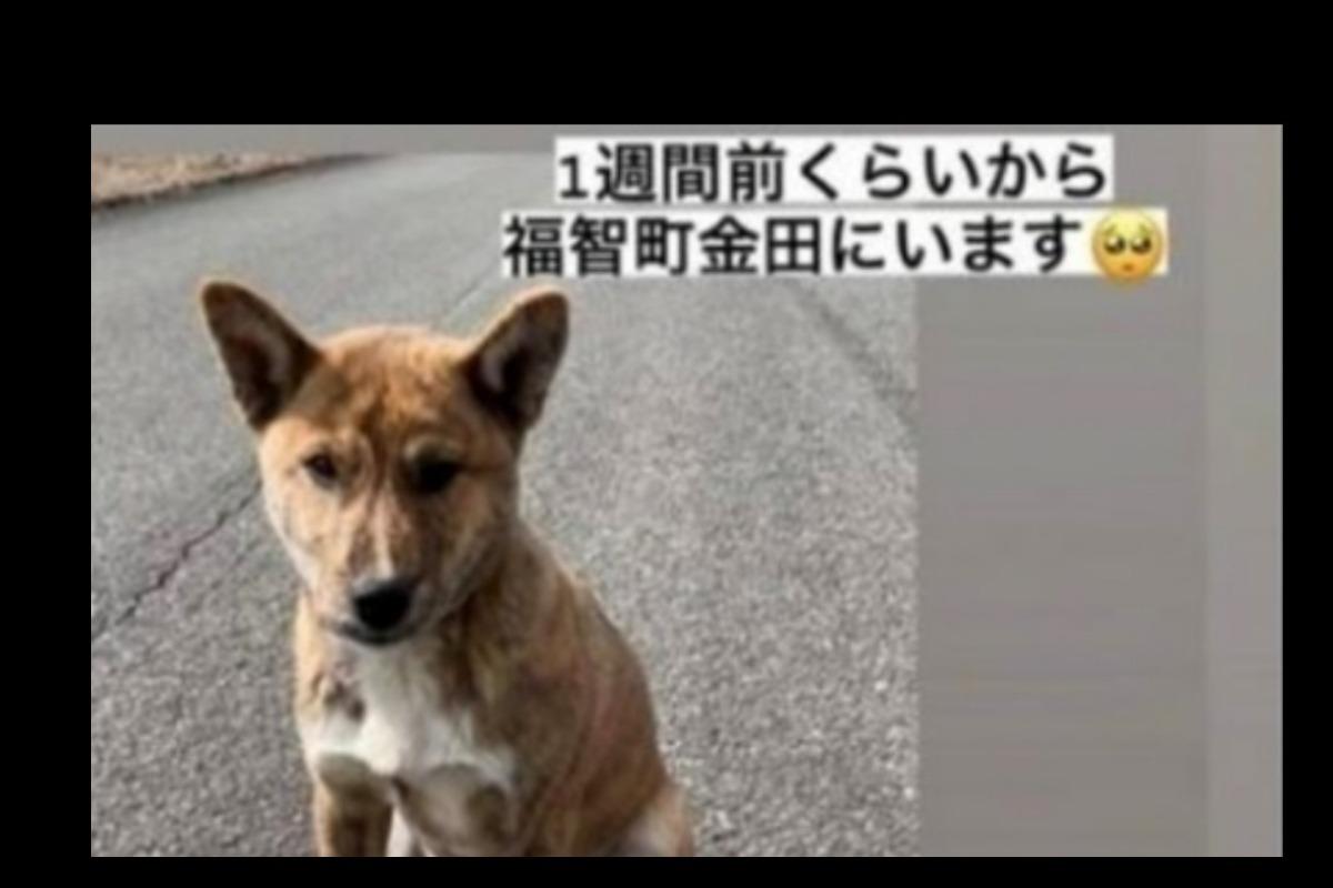 譲渡先で死んだことにされ、捨てられた子犬のために司法書士さんへの相談費用などを募ります。 Image