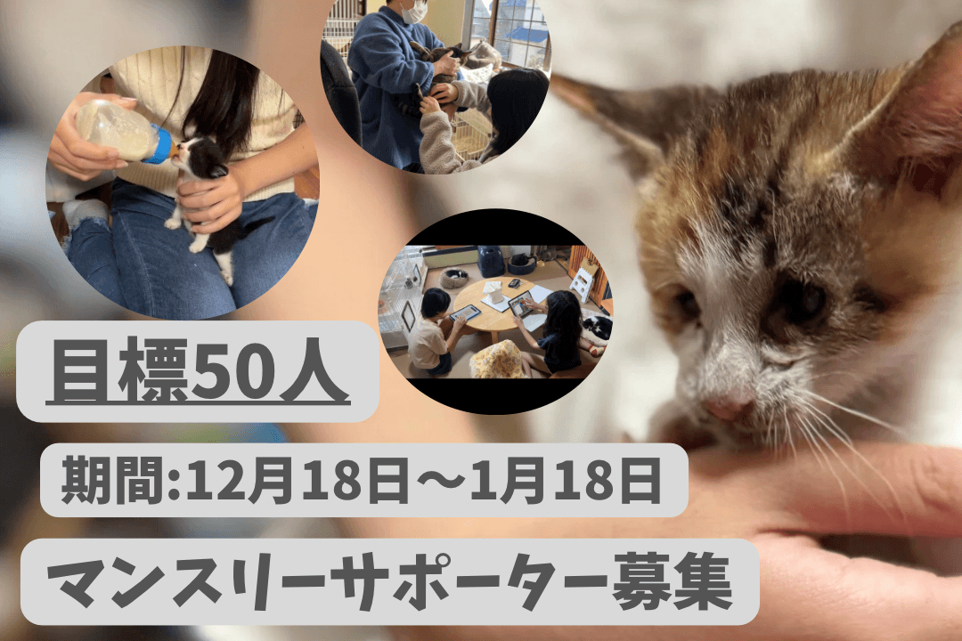 命をあきらめない！ 保護猫×フリースクール「ゆきレオ」を支える仲間になってくださいの画像