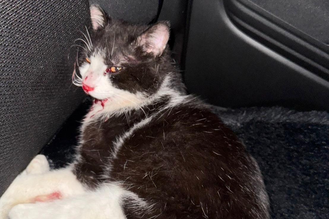 「まだ息がある！」必死に生きようとする事故に遭った猫を、突き放せなかった…医療費にご協力ください！の画像