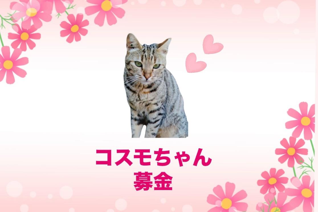 🌸コスモちゃん募金🌸の画像