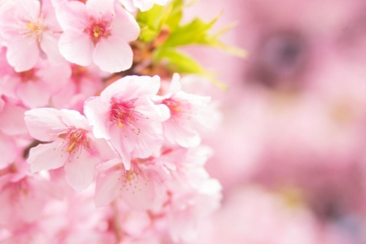 卒業式でお世話になった先生に花束を贈呈しますの画像