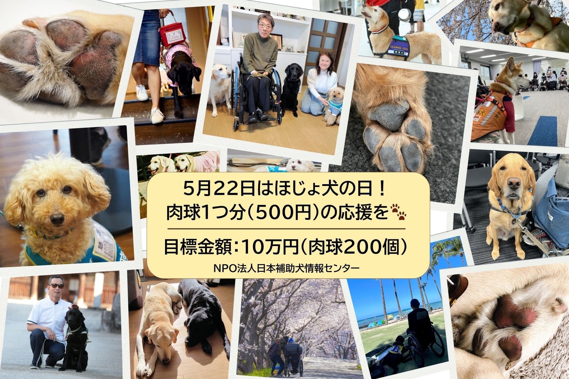 ほじょ犬のお誕生日に、肉球🐾1つ分の応援を🦮🐕‍🦺🐕～ほじょ犬たちのバースデードネーション～の画像