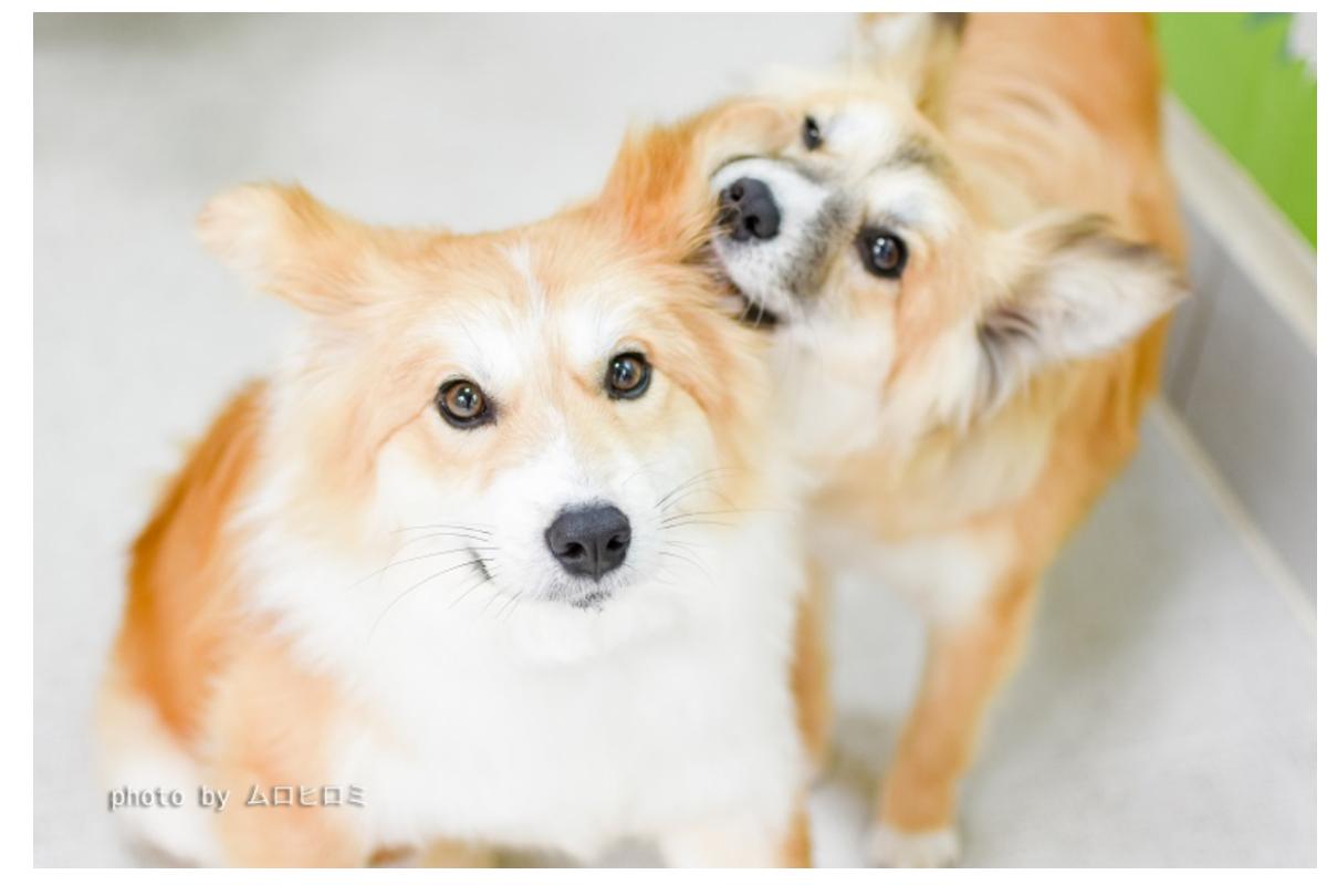 ワンコインから一緒にできる動物支援。動物福祉を広めていただけるマンスリーサポーターを募集しています！の画像