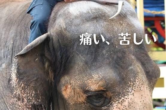 残酷な仕打ちを受けている動物たちを助けよう！の画像