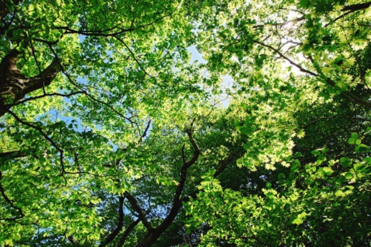 Rena's Birthday Donation 流山のみどりを次の世代へ🌿の画像