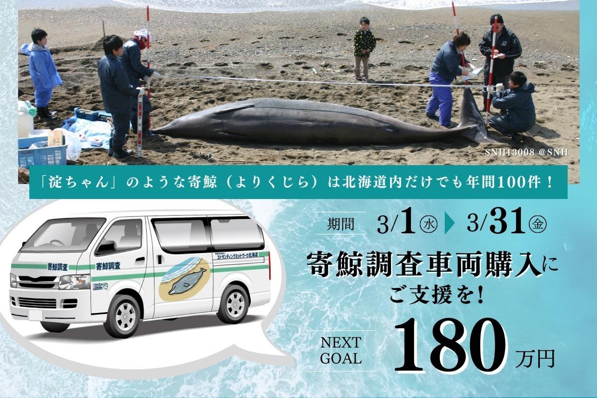 「淀ちゃん」のような寄鯨（よりくじら）は北海道内だけでも年間100件！寄鯨調査車両購入に支援を Image