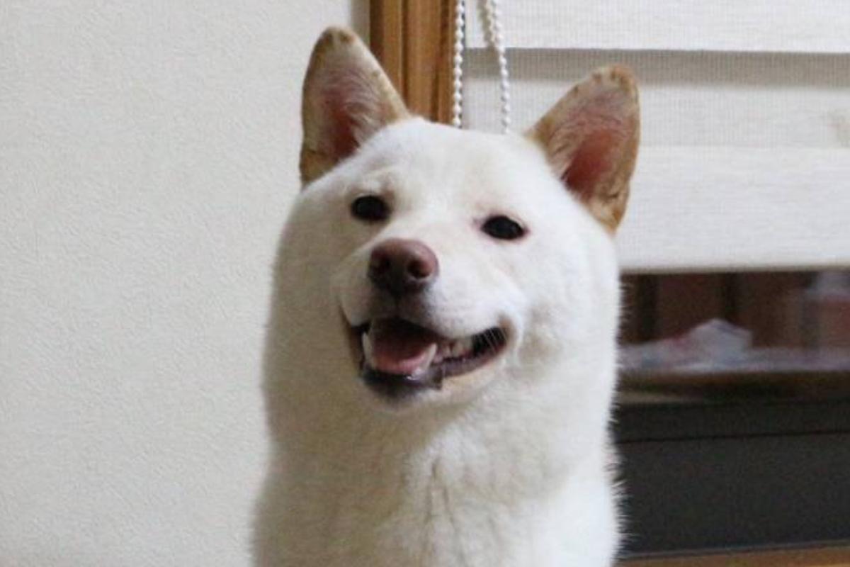 犬猫を助けたい！　13歳の誕生日　葵のバースデードネーションの画像