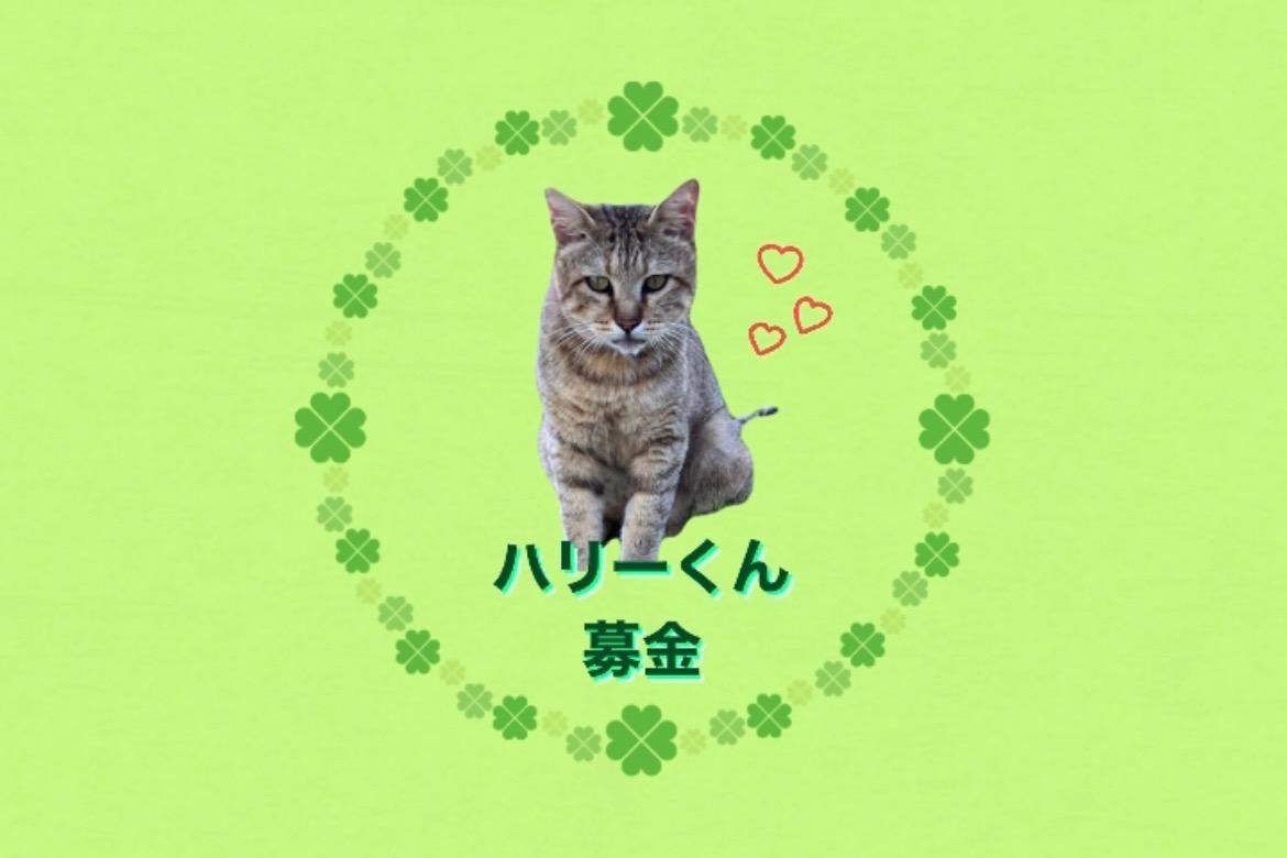 🍀ハリーくん募金🍀 Image