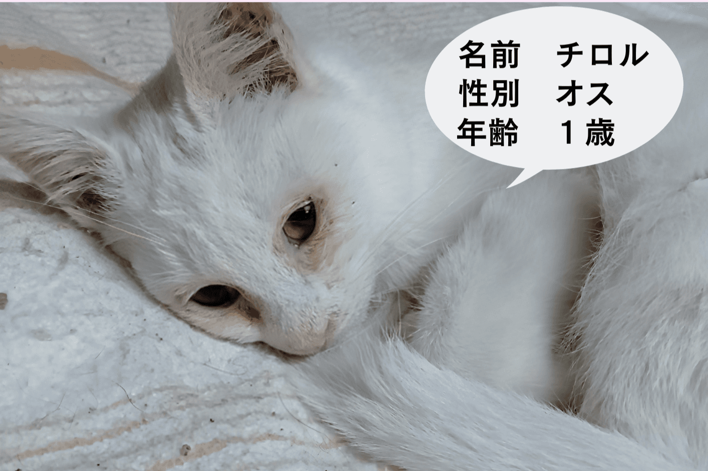 ＦＩＰ猫遺伝性腹膜炎の治療をしています。の画像