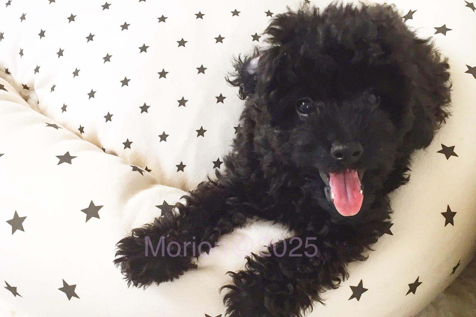 🐾犬の命を“物”と扱わない社会へ。モリオンの事故から始める第一歩🐕‍🦺♥️の画像