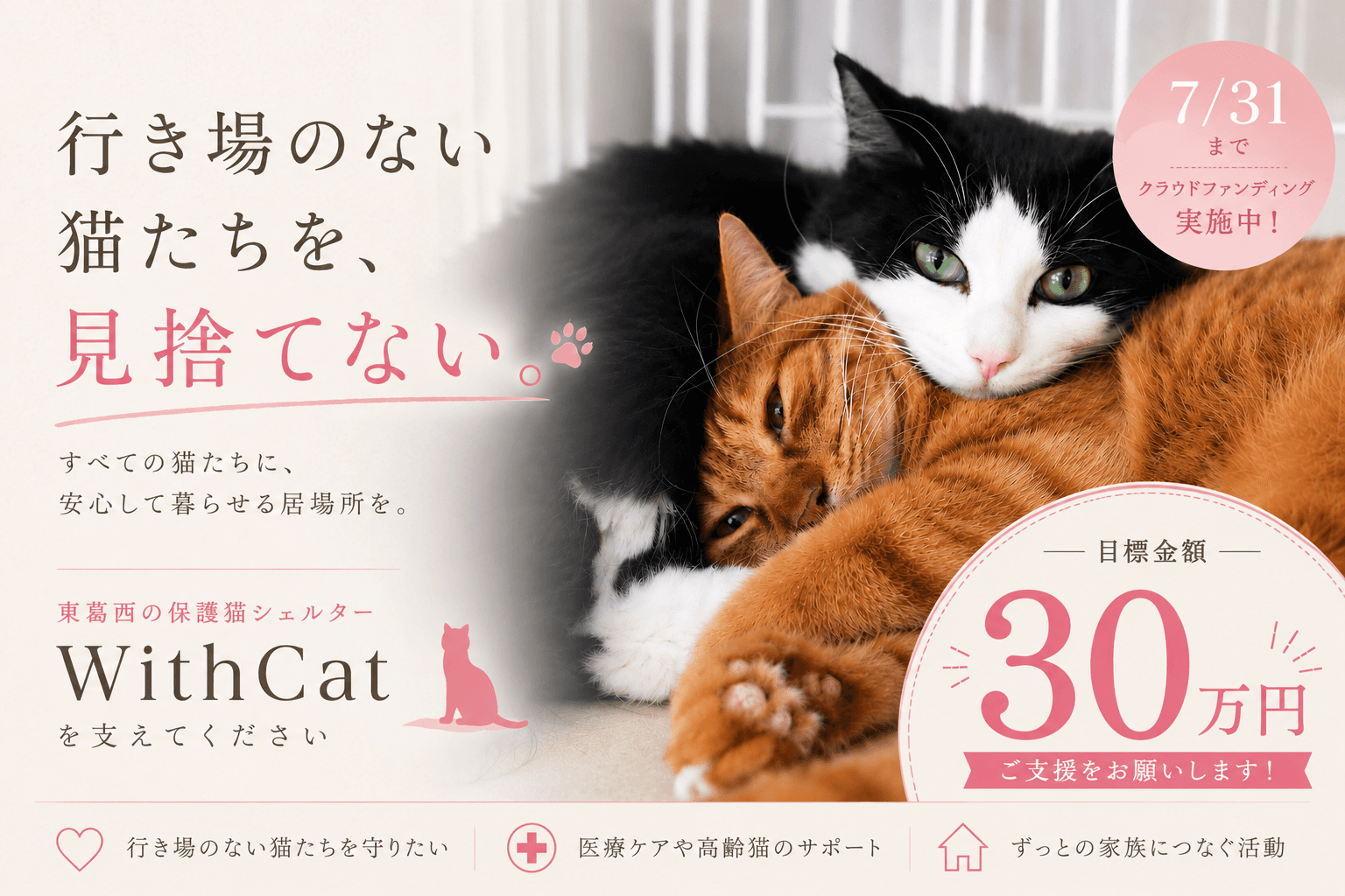 すべての猫たちに、安心して眠れる場所を。東葛西のシェルターWithCatを支えてくださいの画像