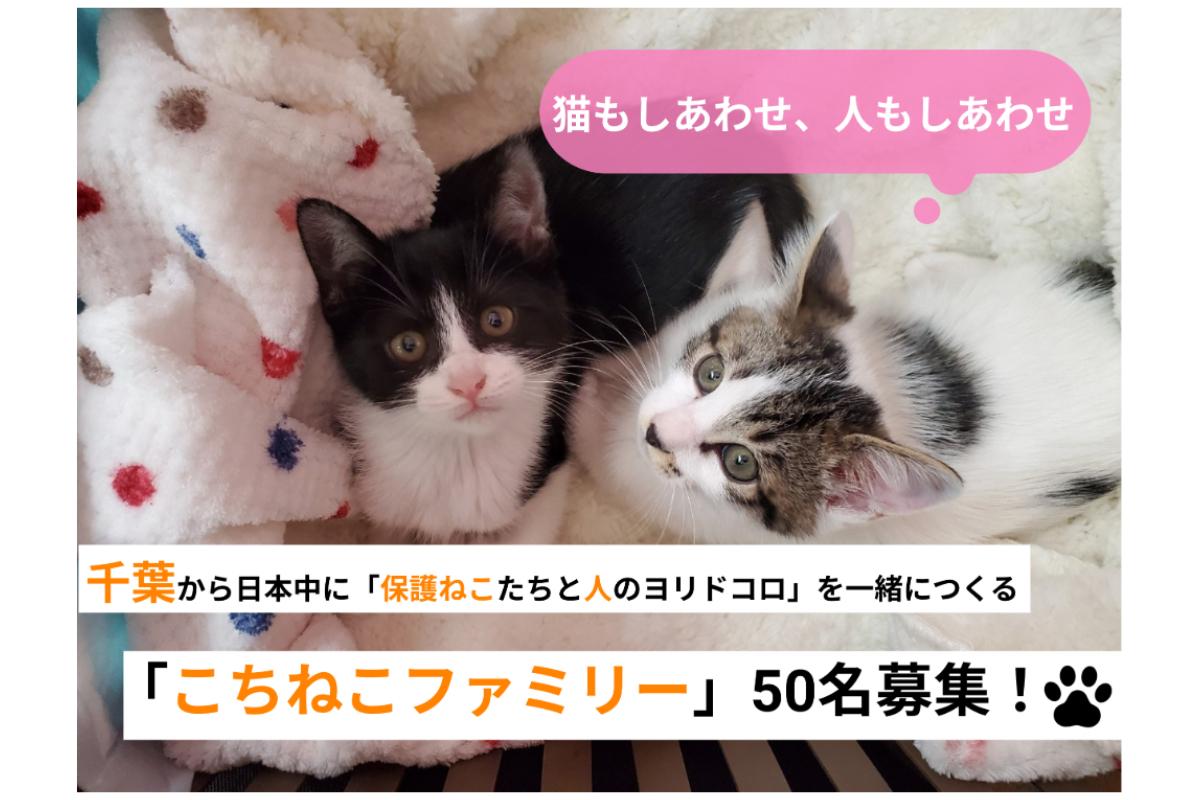 猫もしあわせ、人もしあわせ。千葉から日本中に「猫と人のヨリドコロ」を一緒につくる「こちねこファミリー」50名募集！ Image