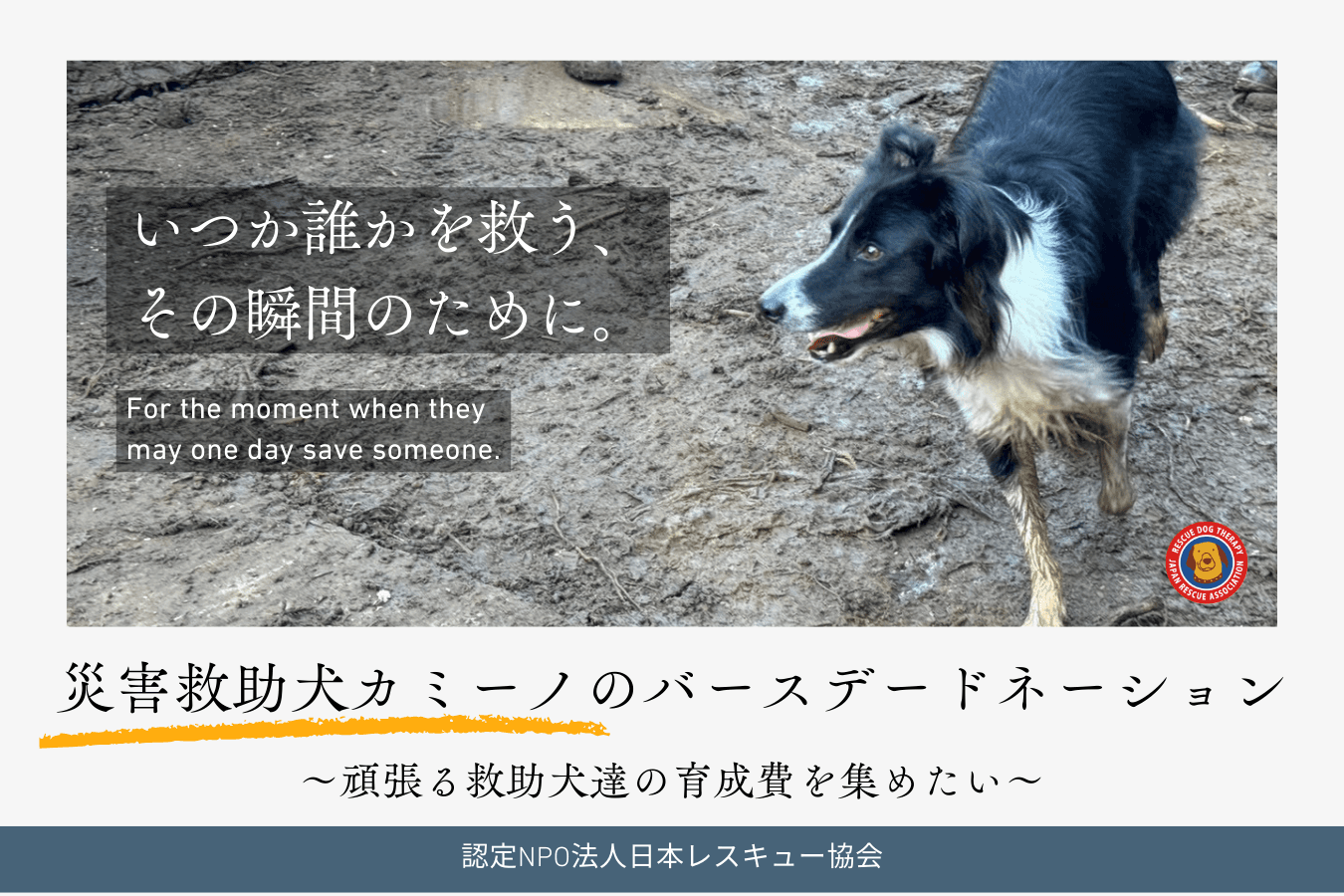 災害救助犬 カミーノのバースデードネーション～頑張る救助犬達の育成費を集めたい～の画像
