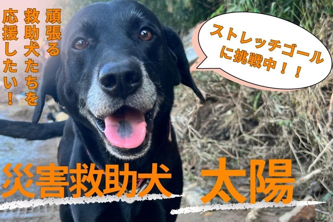 災害救助犬 太陽 のバースデードネーション～頑張る救助犬たちの育成費を集めたい！～の画像