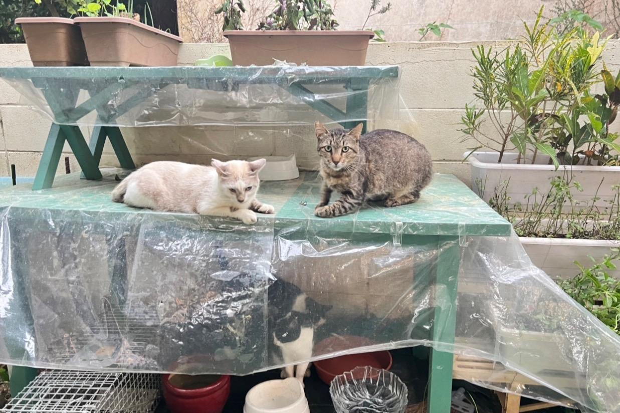 瀬底島の33匹の小さな命を守りたい。餌代が足りず、今も必死に生きています。の画像