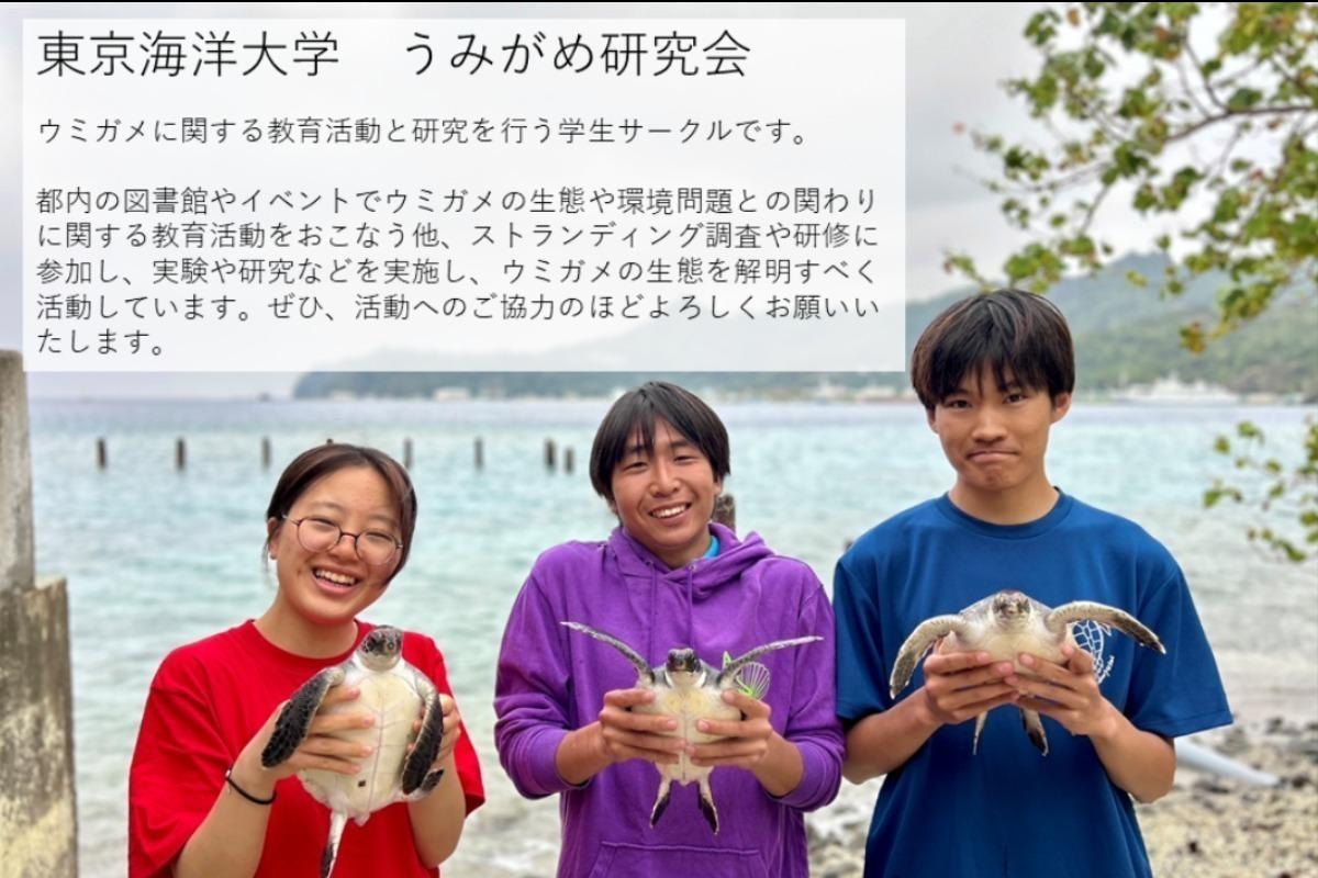絶滅危惧種のウミガメを守ろう!  ~東京海洋大学うみがめ研究会のサポファン~ ※寄付金はエバーラスティング・ネイチャーに直接寄付されます。の画像