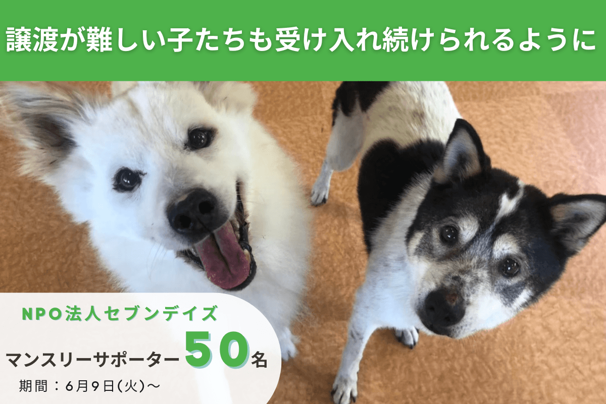 救う命を選ばない。 譲渡が難しい子たちも受け入れ続けるために、セブンデイズのマンスリーサ ポーターを募集します。の画像